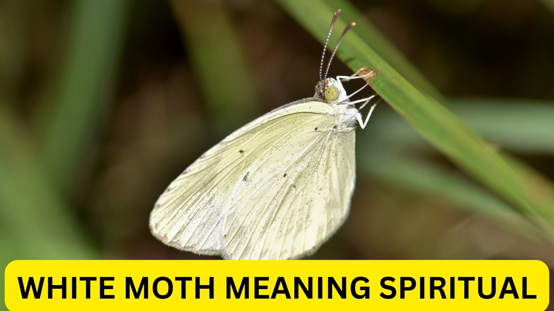 White Moth Meaning Spiritual - Good Health And Peace