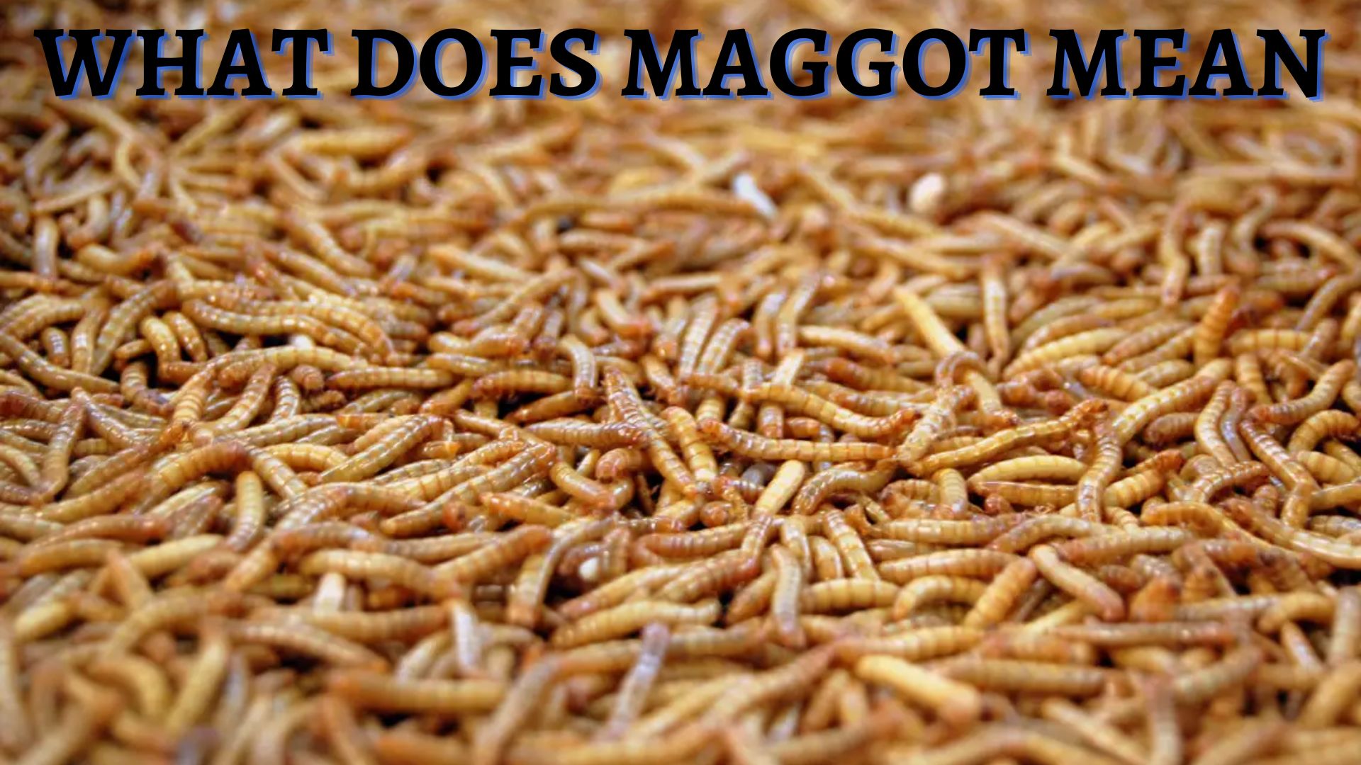 What Does Maggot Mean? Deep Spiritual Awakening