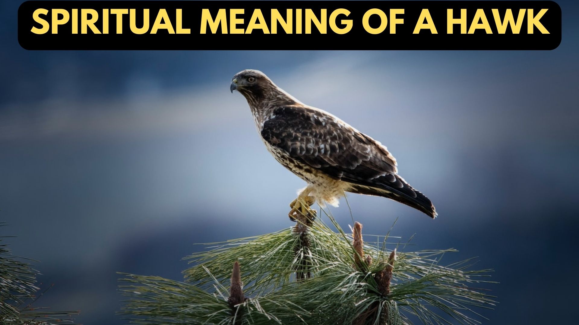 Spiritual Meaning Of A Hawk - Clairvoyance, And Spiritual Awareness