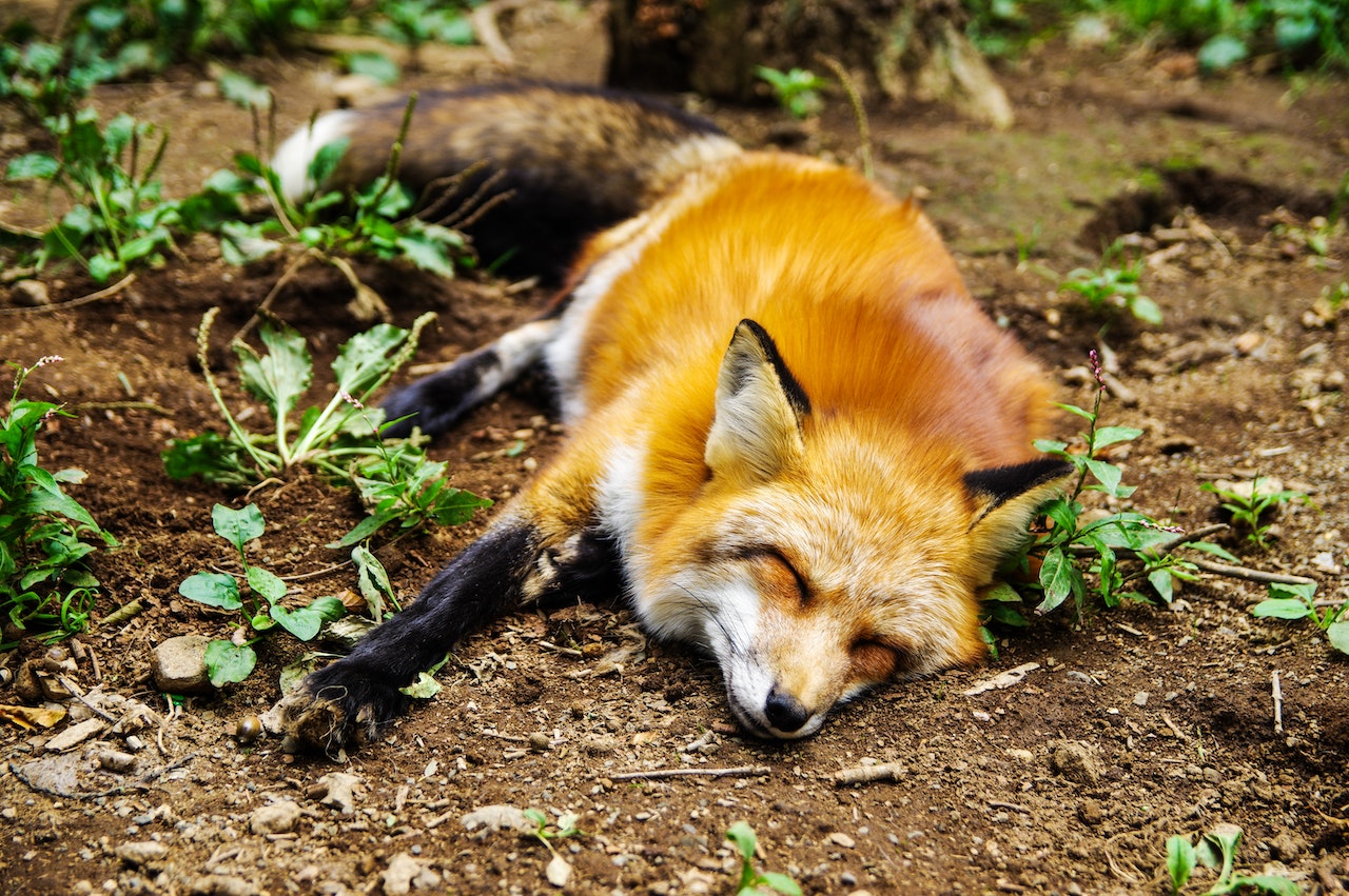 Red Fox Lying on Ground