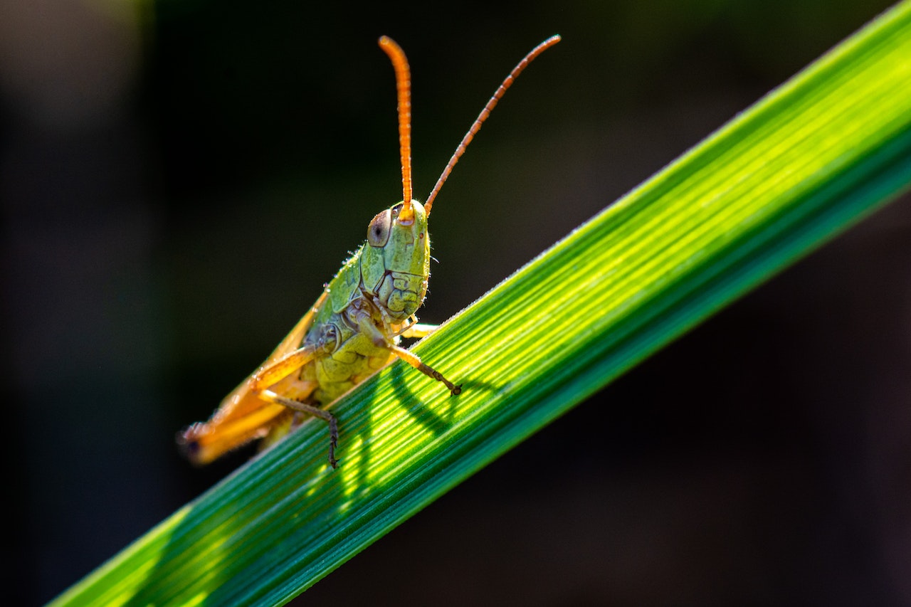 Grasshopper On green Leaf