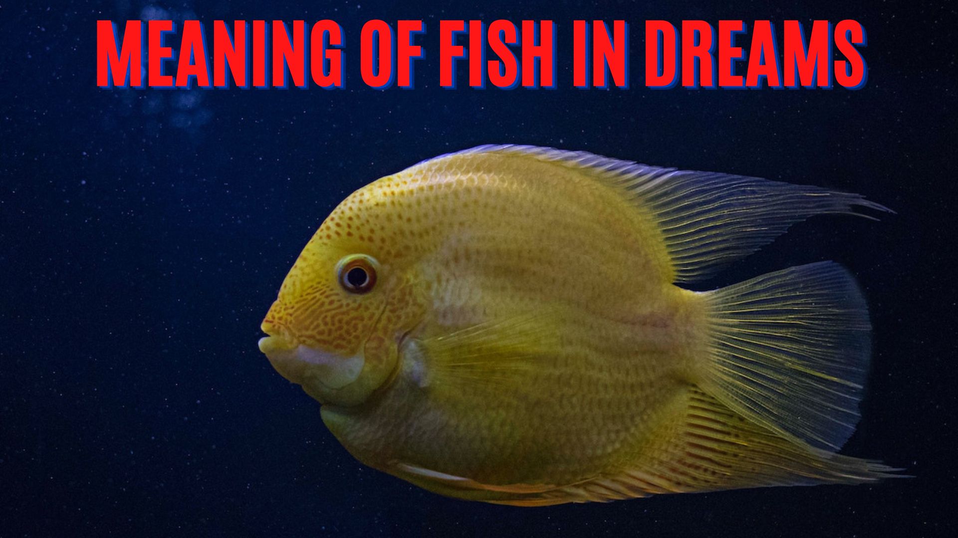 Meaning Of Fish In Dreams Is Fortune