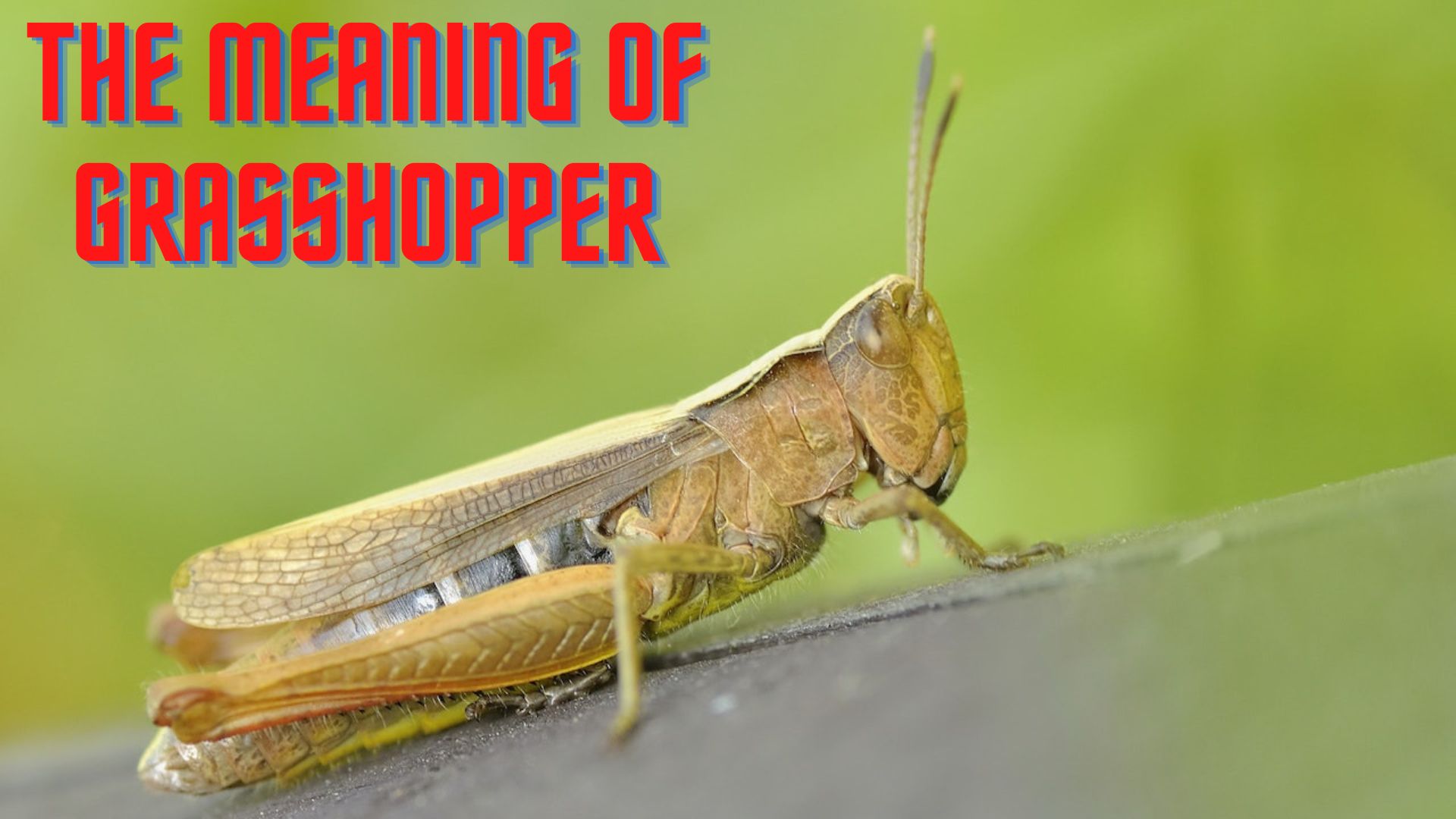 The Meaning Of Grasshopper - A Sign Of Freedom