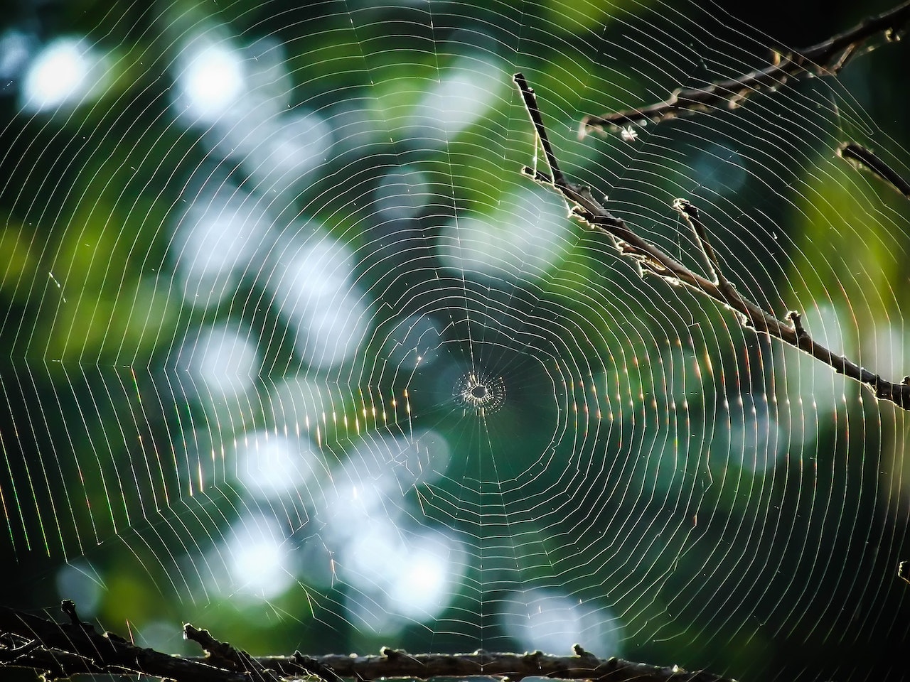 A Spider Web