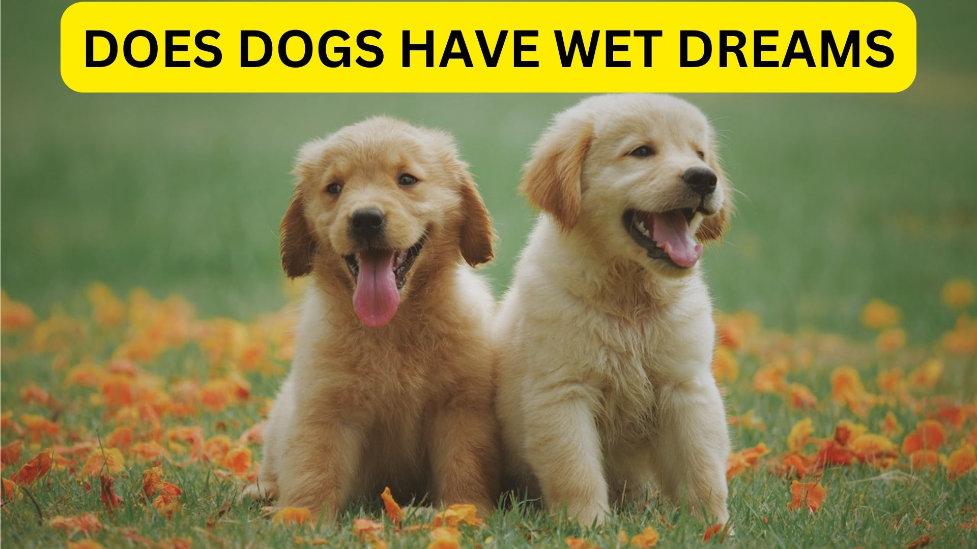 Does Dogs Have Wet Dreams