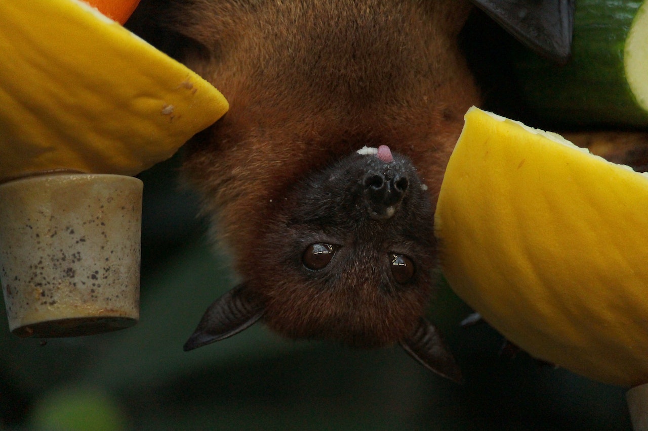 A hanging bat feeding on a fruit