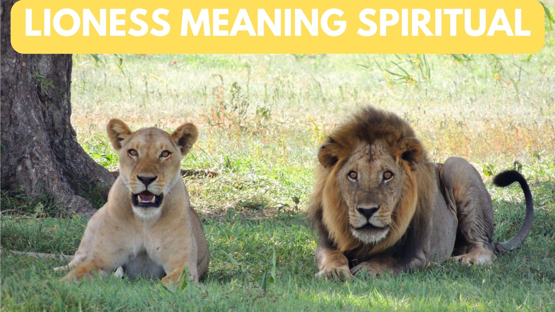 Lioness Meaning Spiritual - Courage & Strength