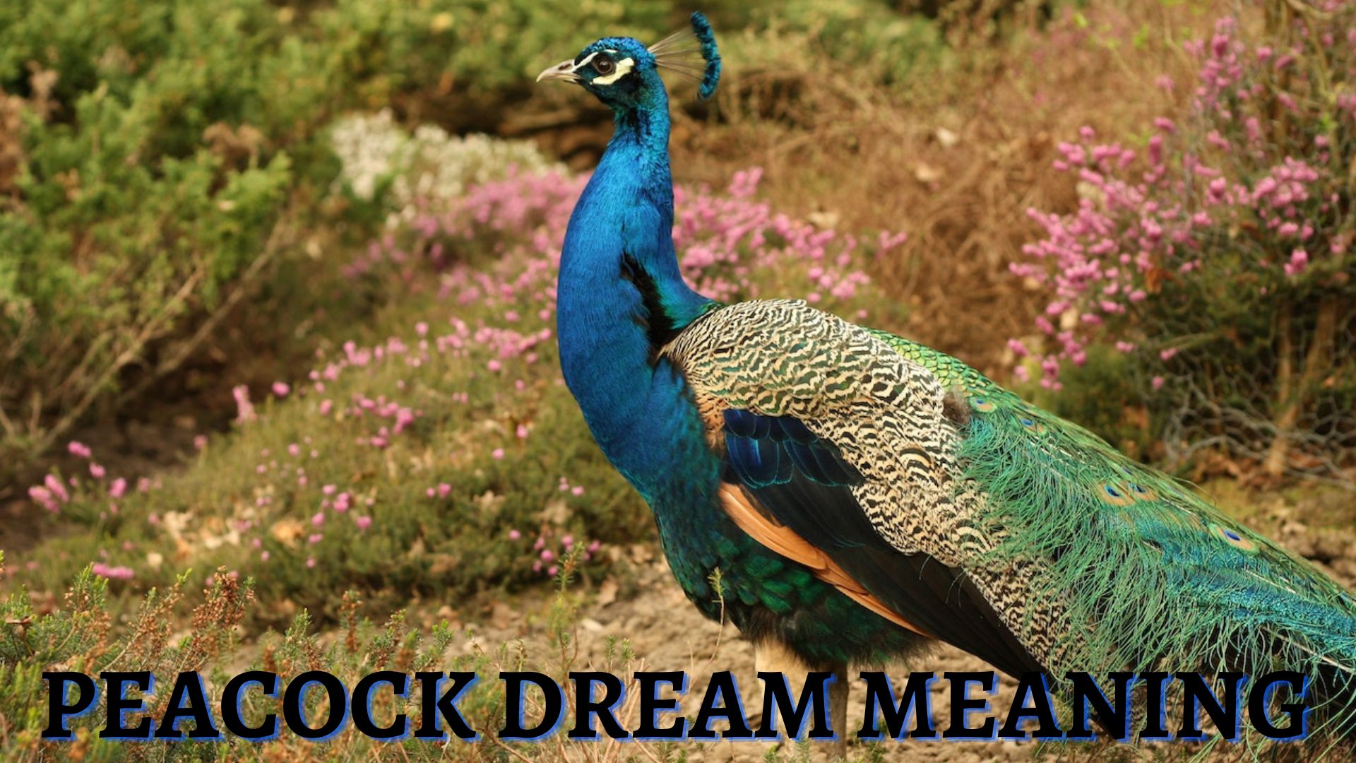 Peacock Dream Meaning - Spirituality, And Compassion