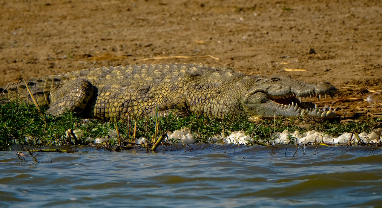 Dangerous crocodile resting at riverside in sunlight