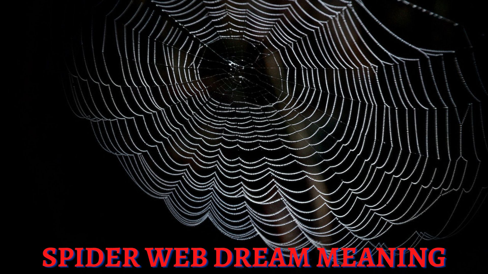 Spider Web Dream Meaning - Means That You Give Up Easily