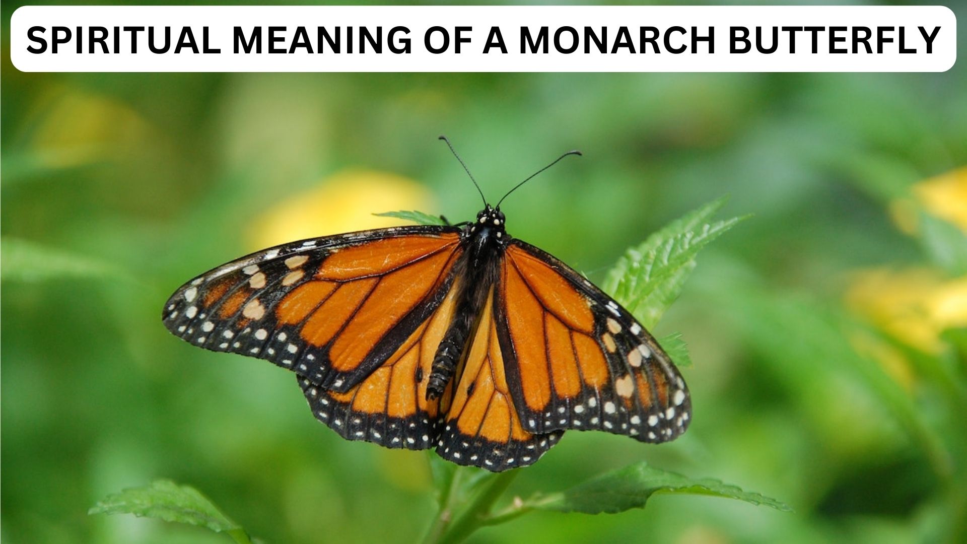 Spiritual Meaning Of A Monarch Butterfly And Its Interpretation
