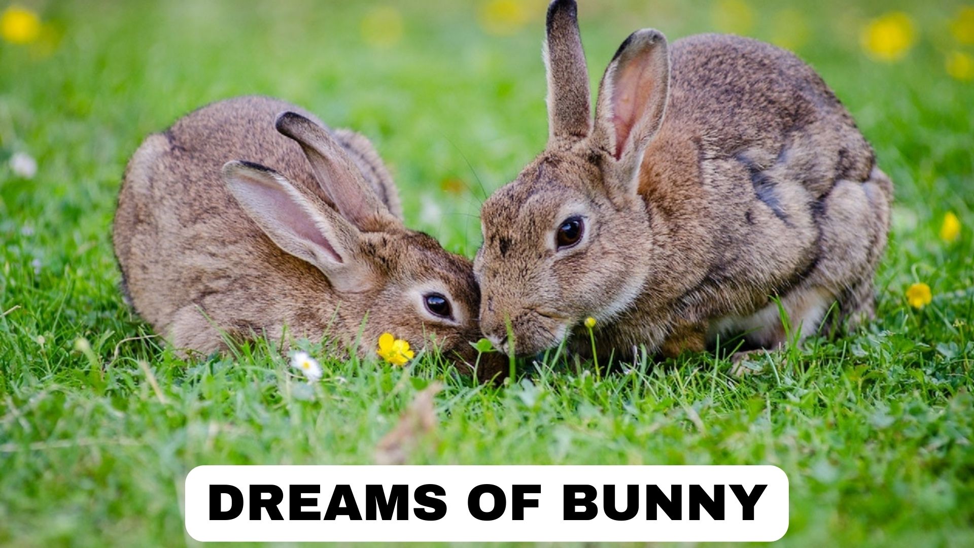 Dreams Of Bunny - Represent Rebirth And New Life