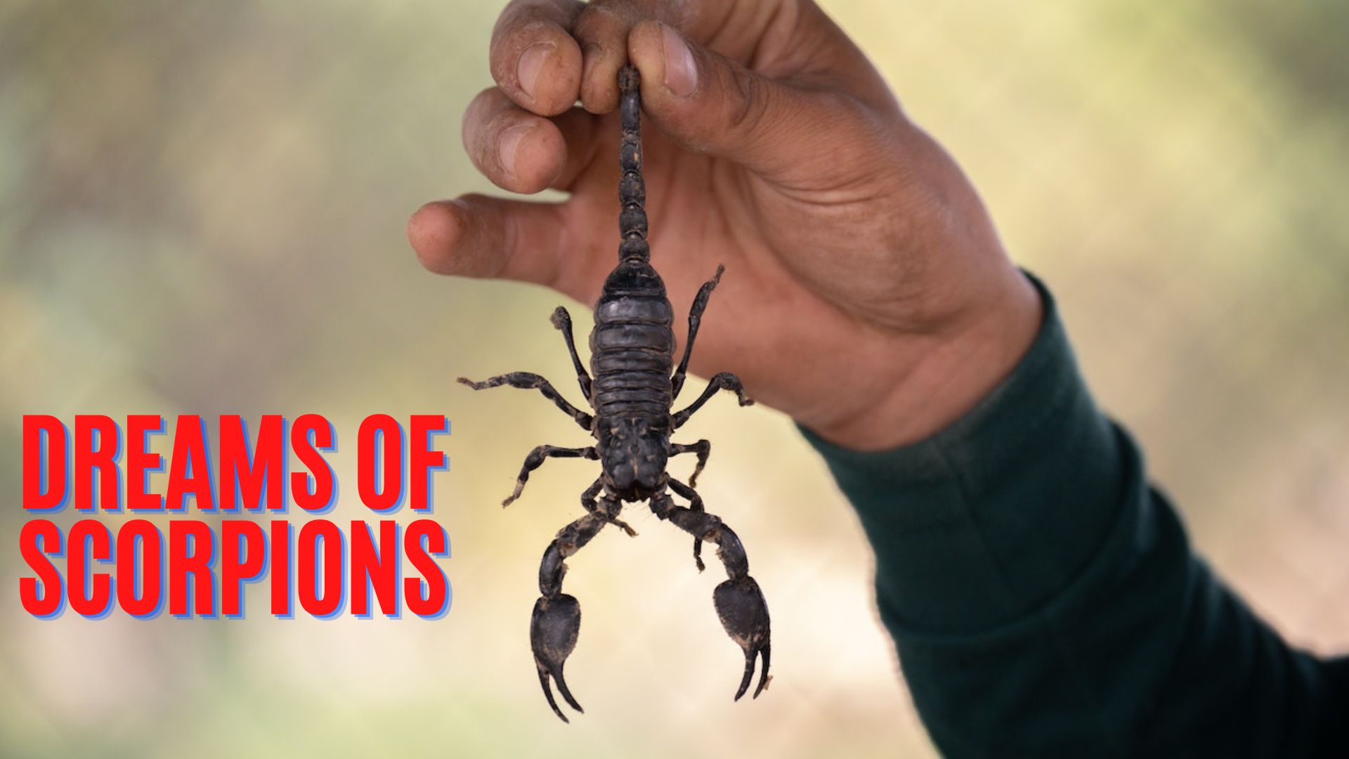 Dreams Of Scorpions - A Symbol Of Death And Rebirth