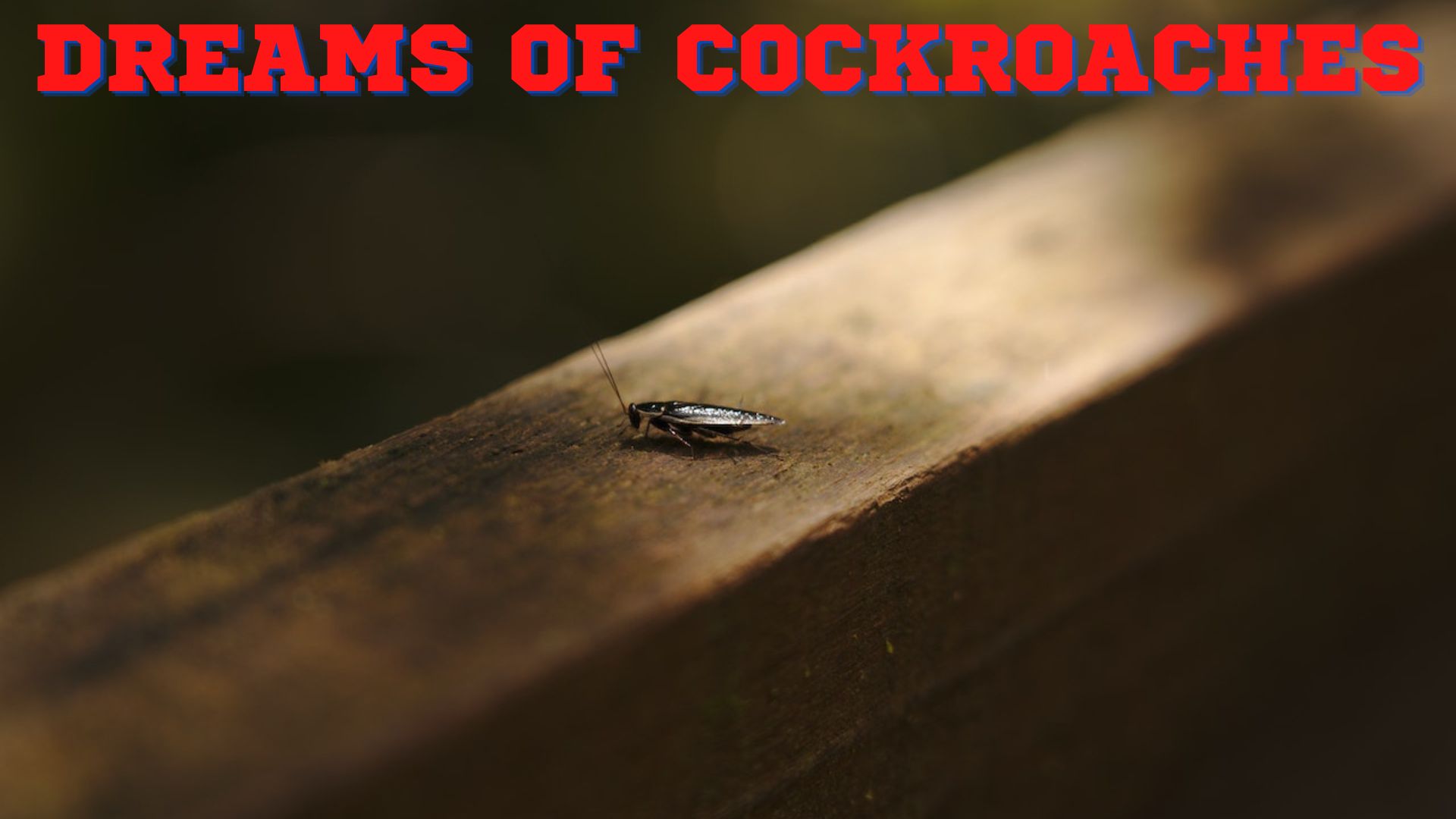 Dreams Of Cockroaches - Associated With Longevity And Renewal