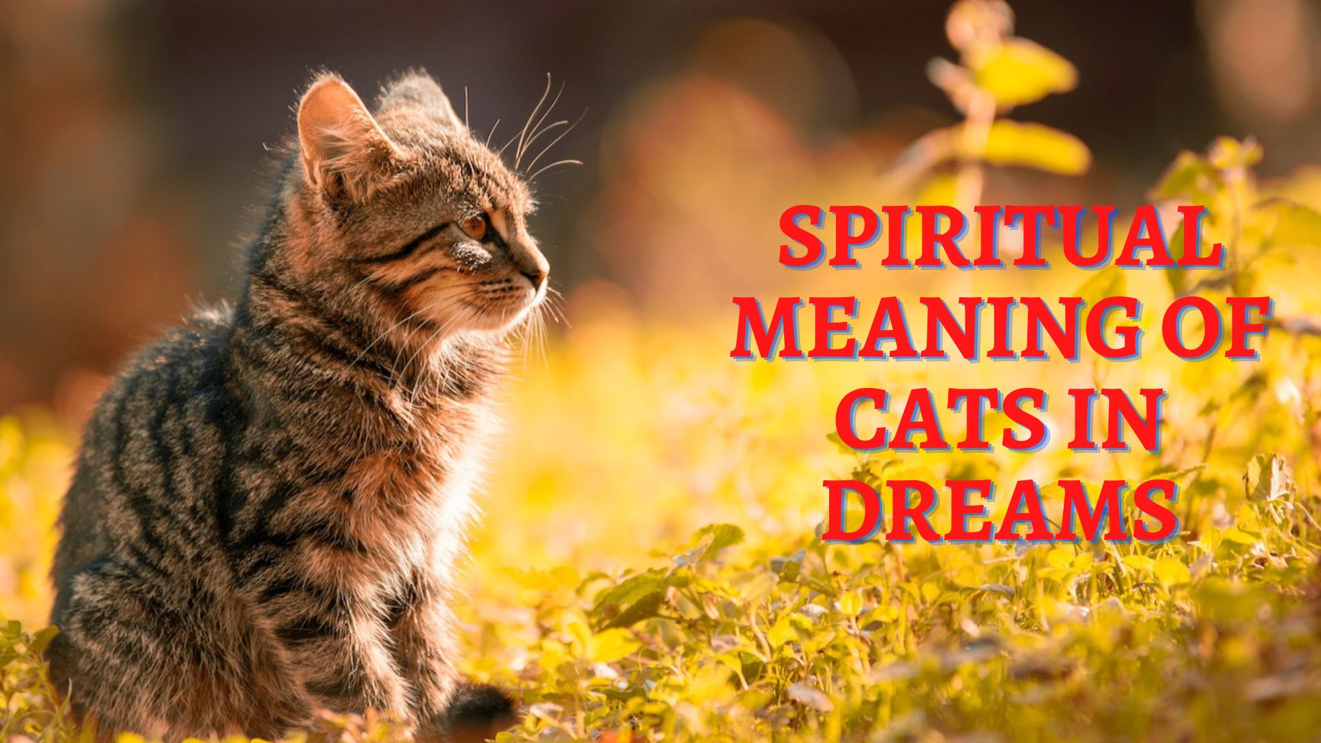 Spiritual Meaning Of Cats In Dreams - A Sign Of Pending Misfortune