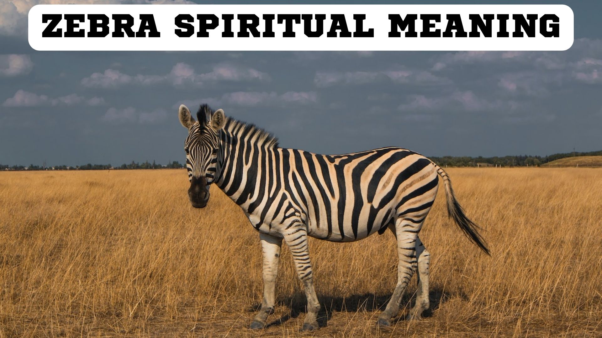 Zebra Spiritual Meaning - Creativity And Uniqueness