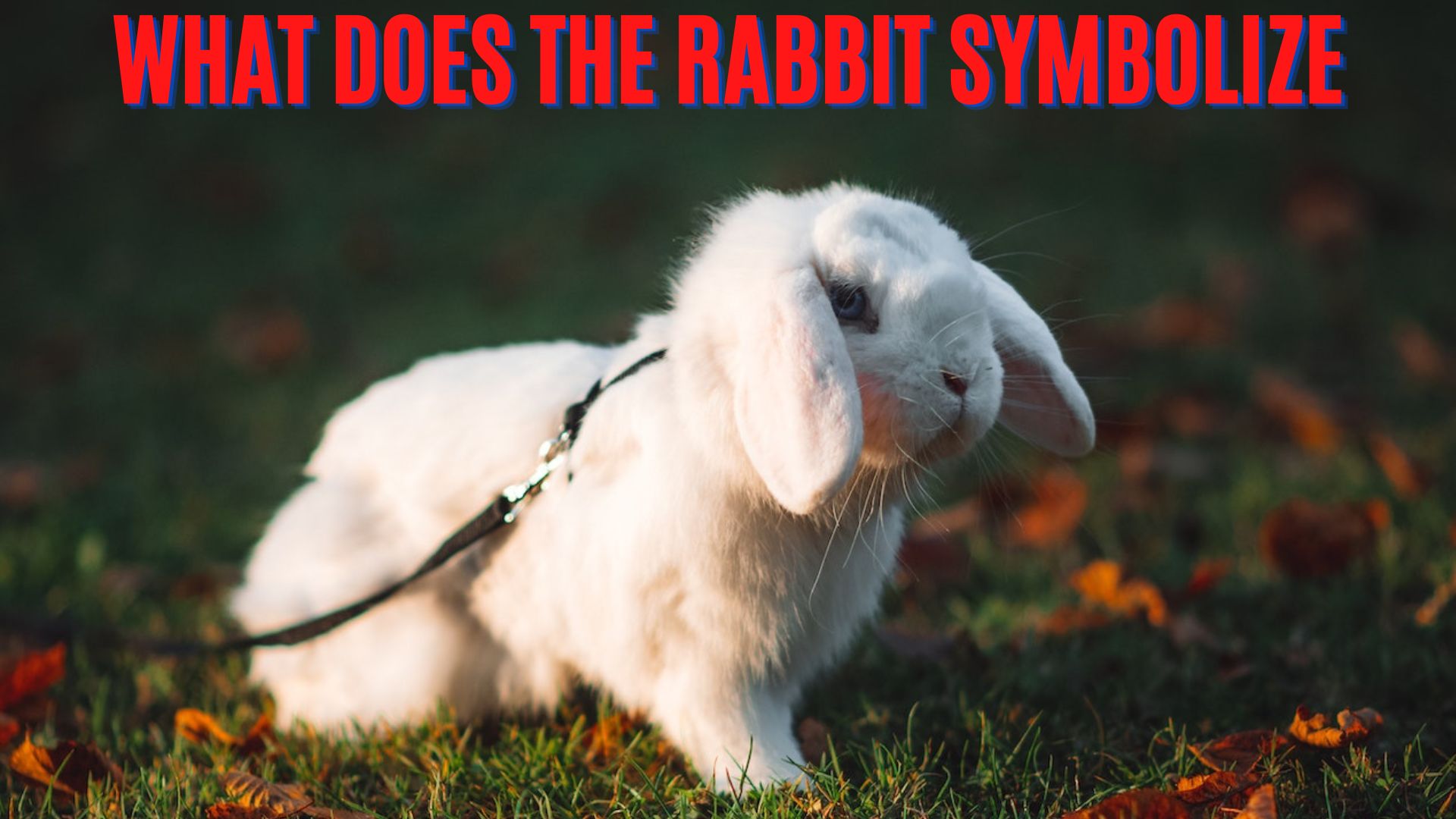 What Does The Rabbit Symbolize? Symbolize Prosperity, Abundance, Good Luck, And Fertility