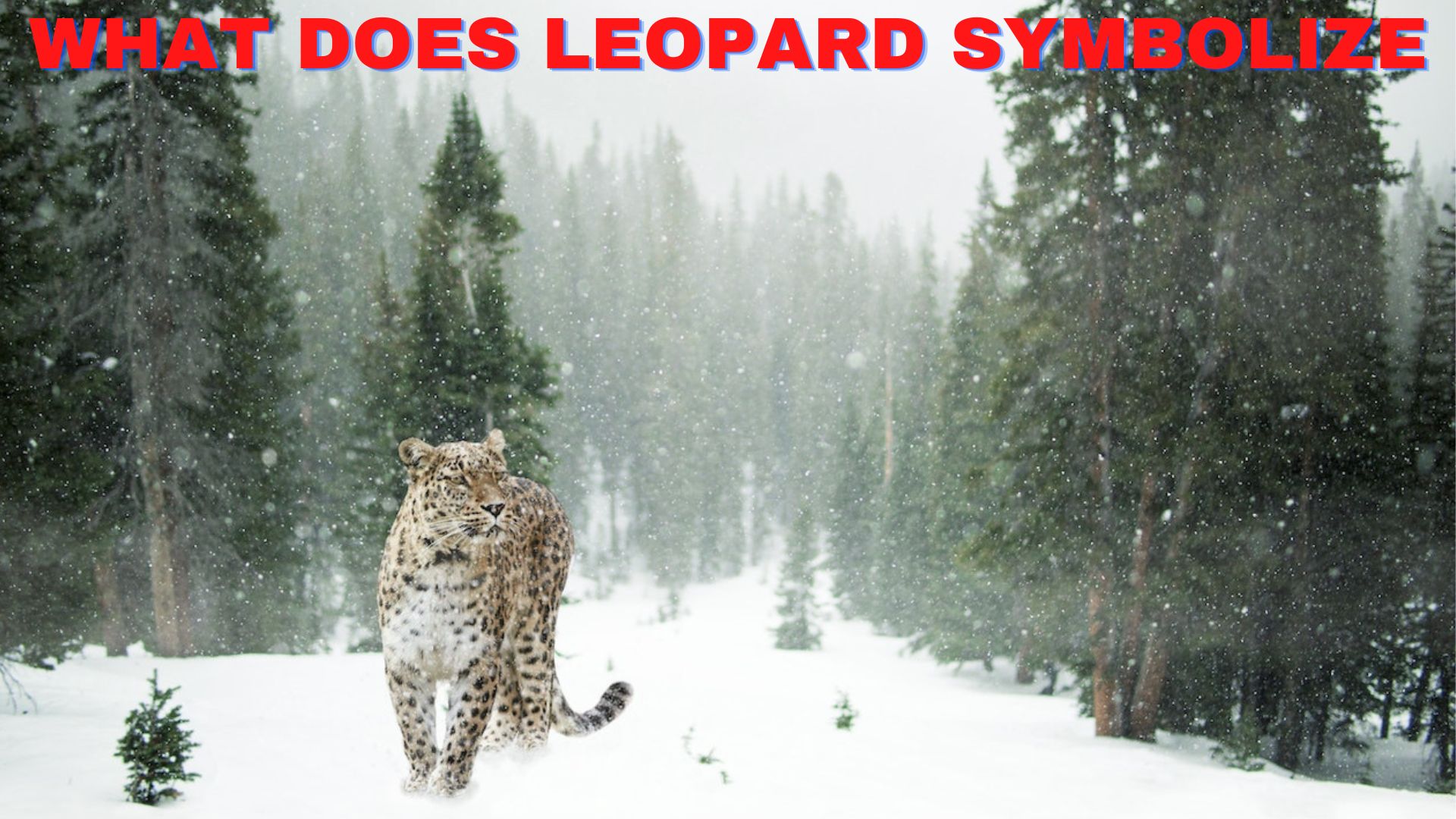 What Does Leopard Symbolize? Symbols Of Stubbornness, Protection, Confidence And Leadership
