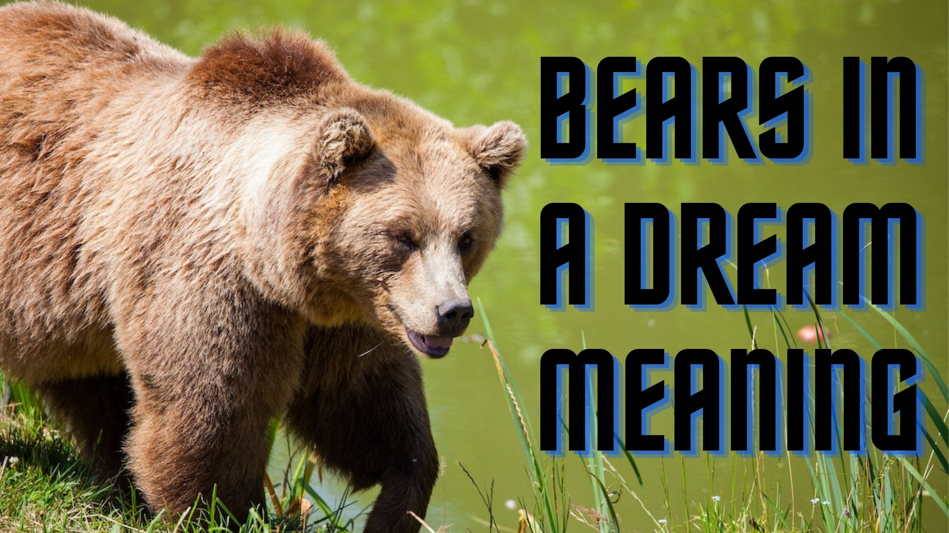 Bears In A Dream Meaning - Shows A Symbol Of Courage