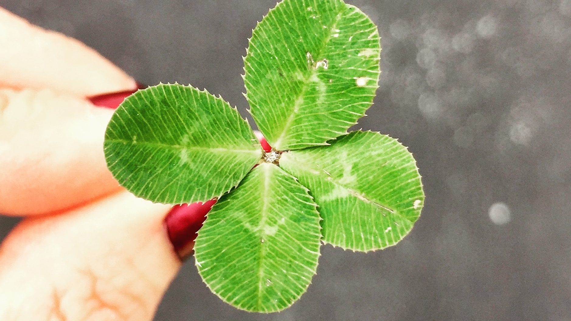 A woman holding a lucky four leaf clover