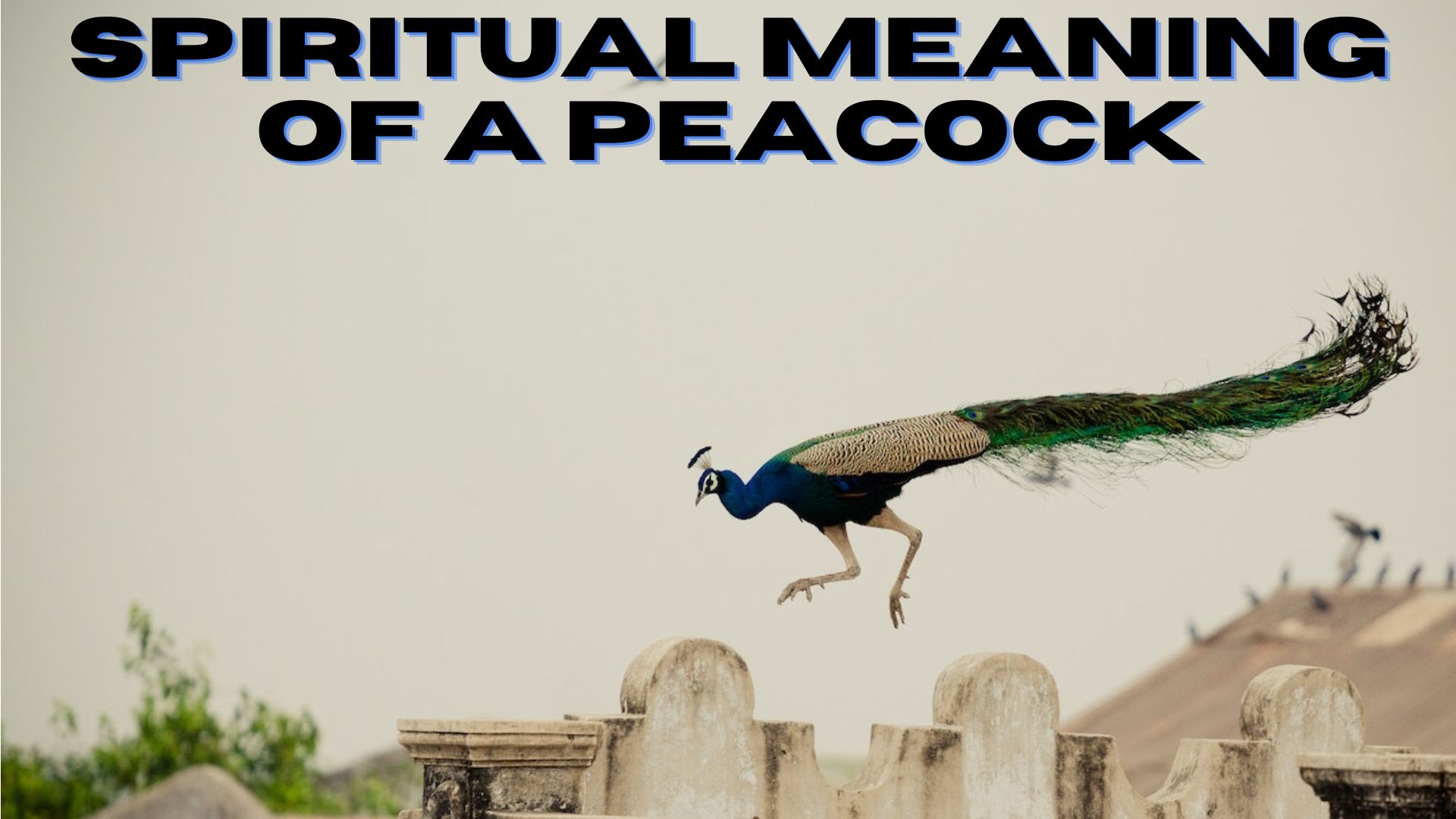 Spiritual Meaning Of A Peacock - Representation Of Strength, Authority, Assurance, And Even Divinity 