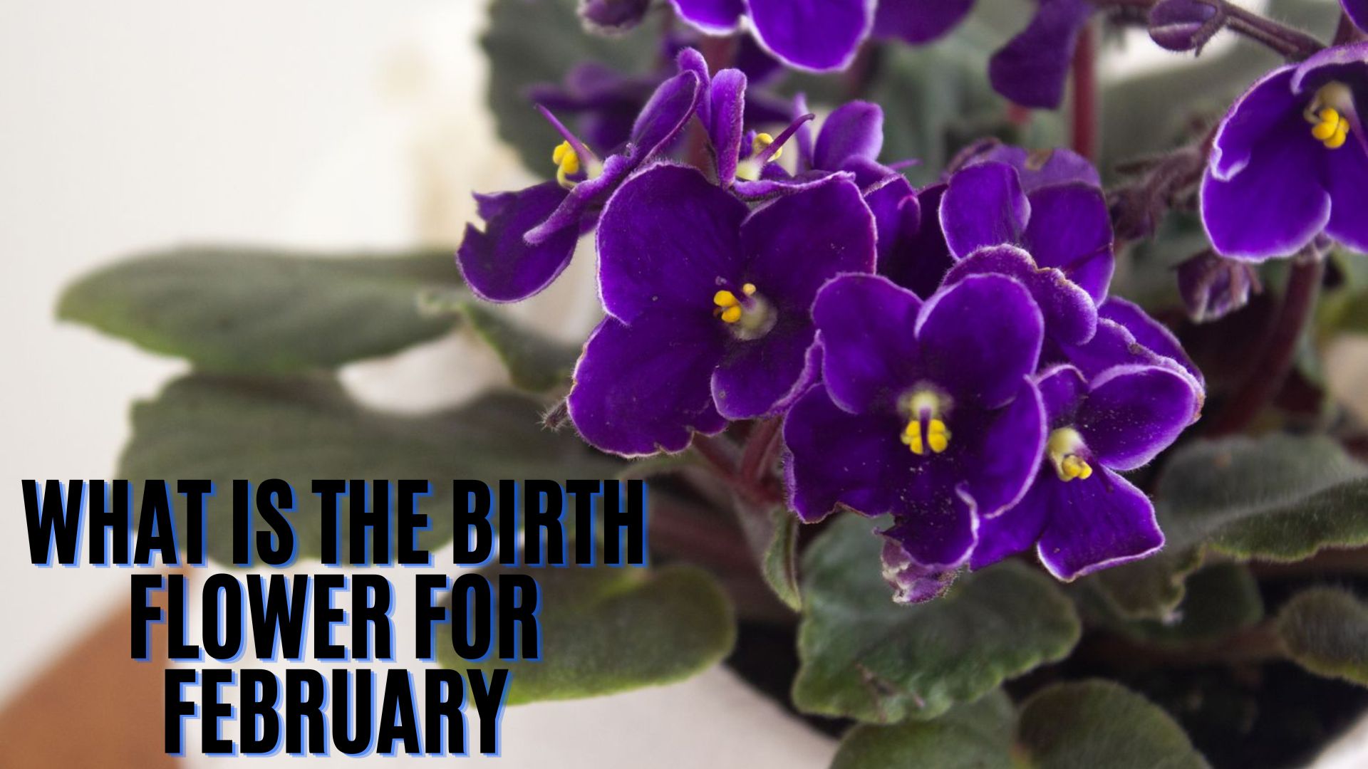 What Is The Birth Flower For February?