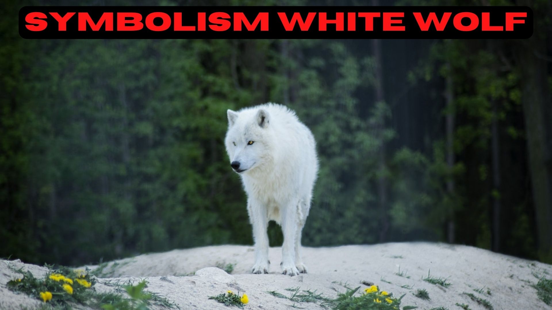 Symbolism White Wolf - Symbolizes Peace