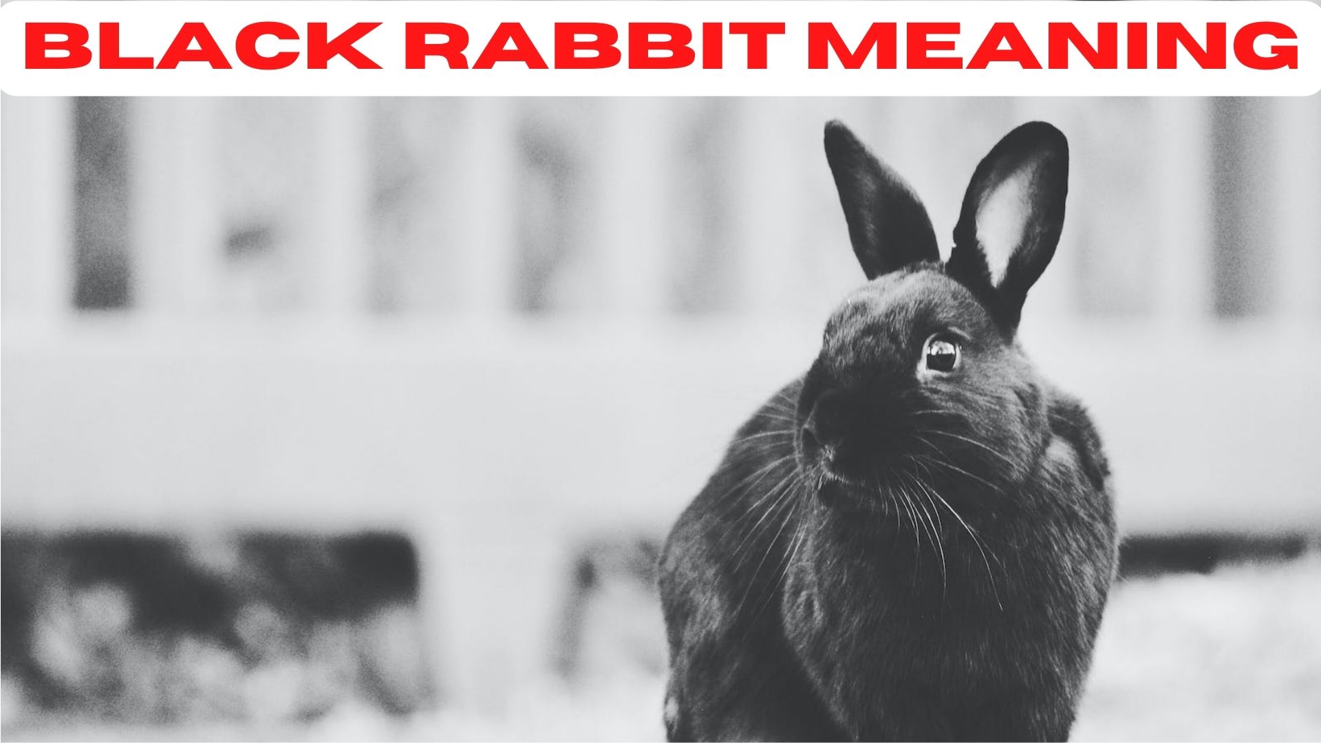 Black Rabbit Meaning - A Symbol Of Good Luck