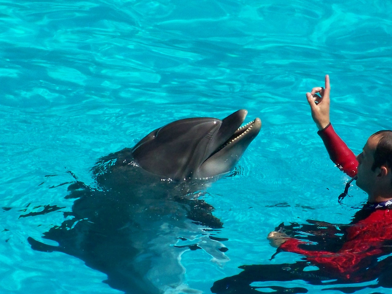 Man Training With Dolphin In Pool