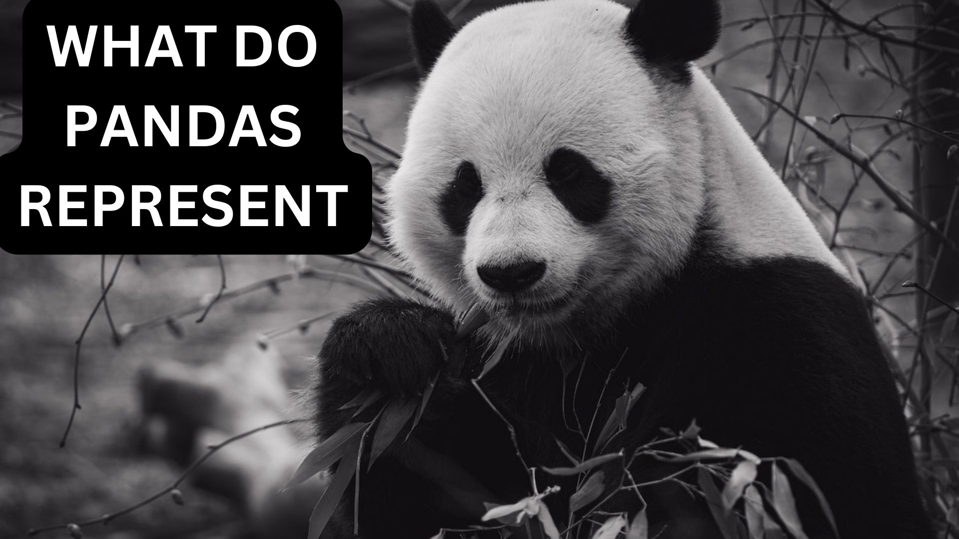 What Do Pandas Represent? Good Luck And Happiness