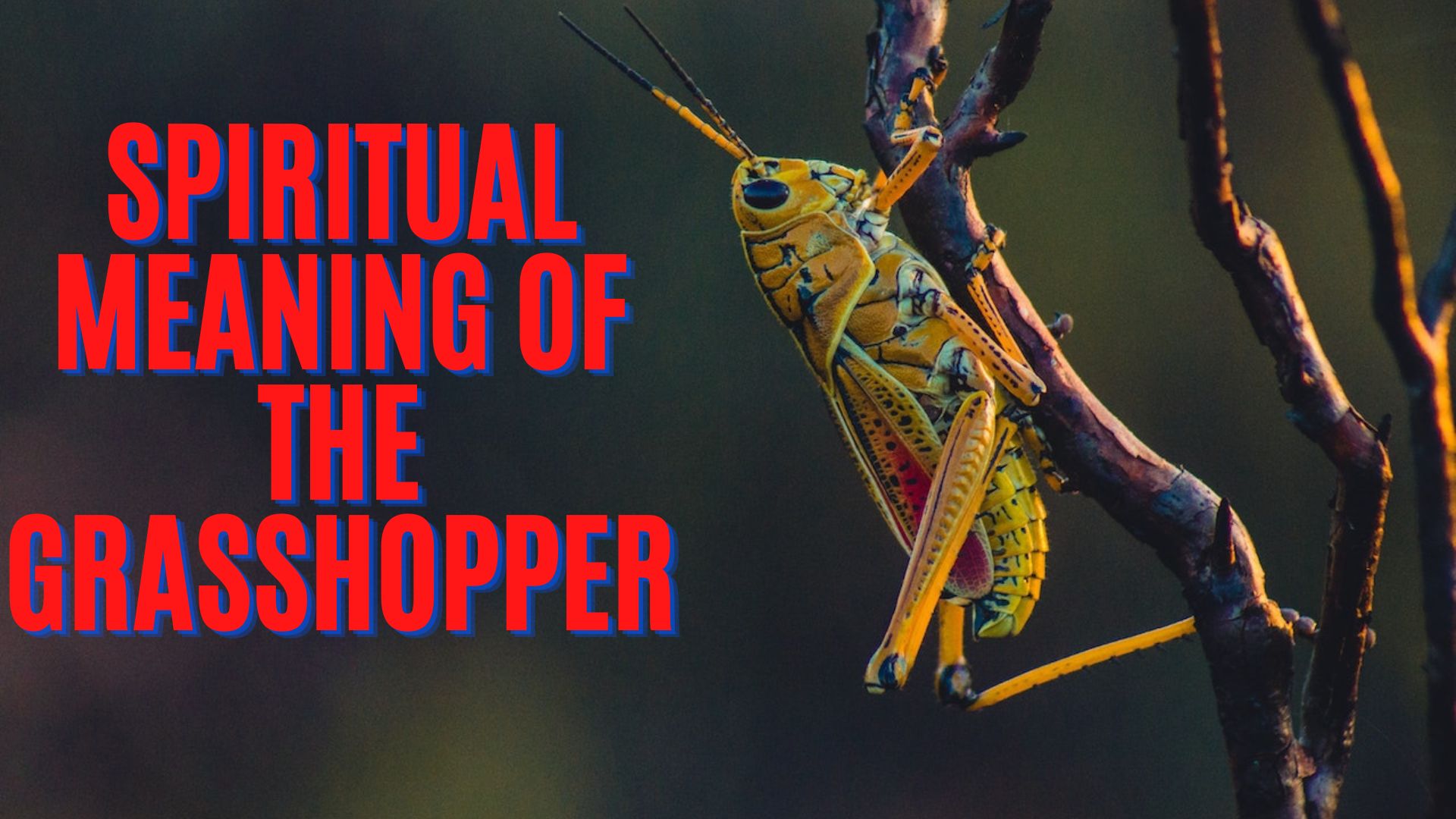 Spiritual Meaning Of The Grasshopper - Symbolizes Good Fortune, Wealth, Music, And Longevity To Some