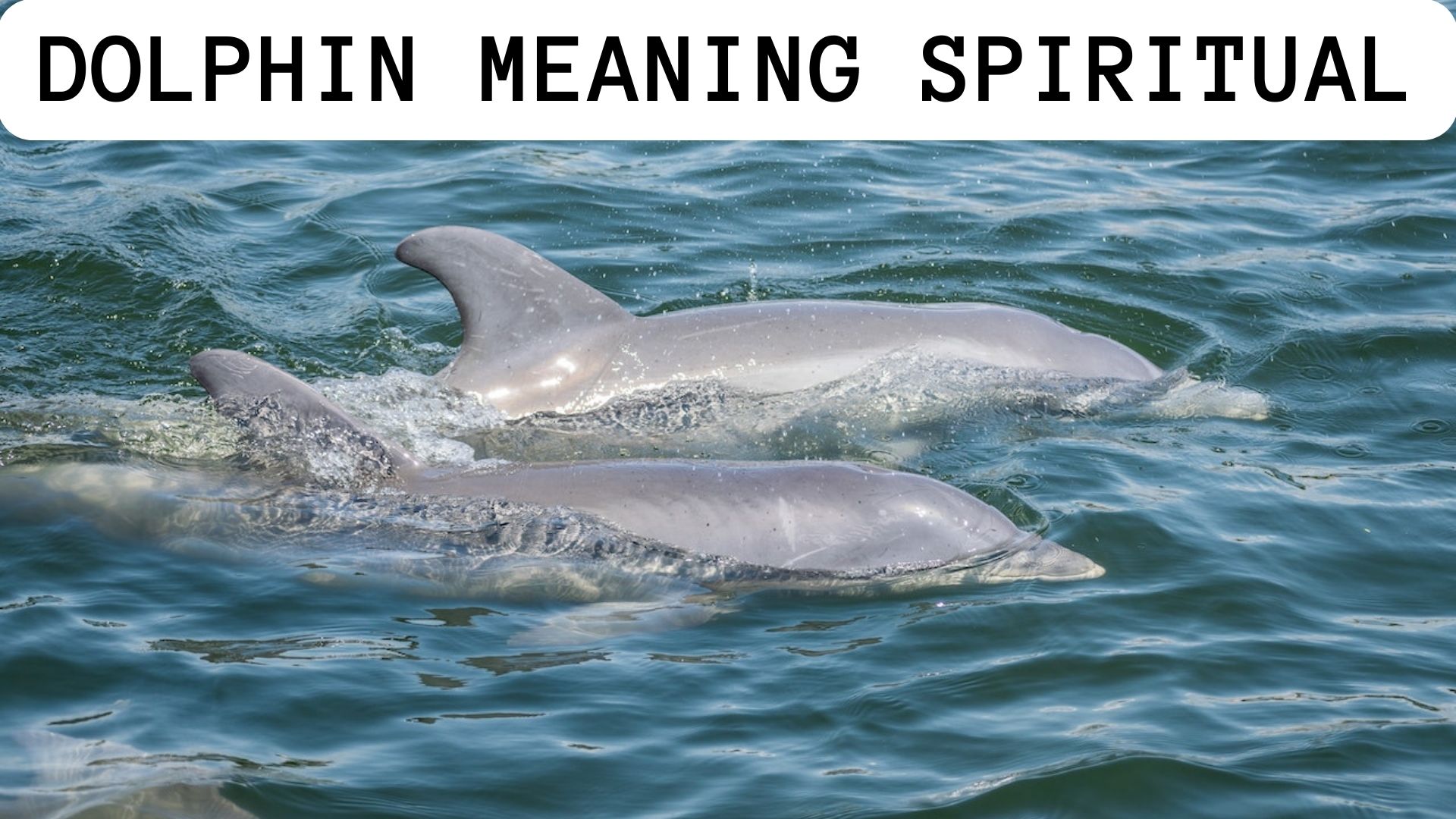 Dolphin Meaning Spiritual - Represents Harmony And Balance
