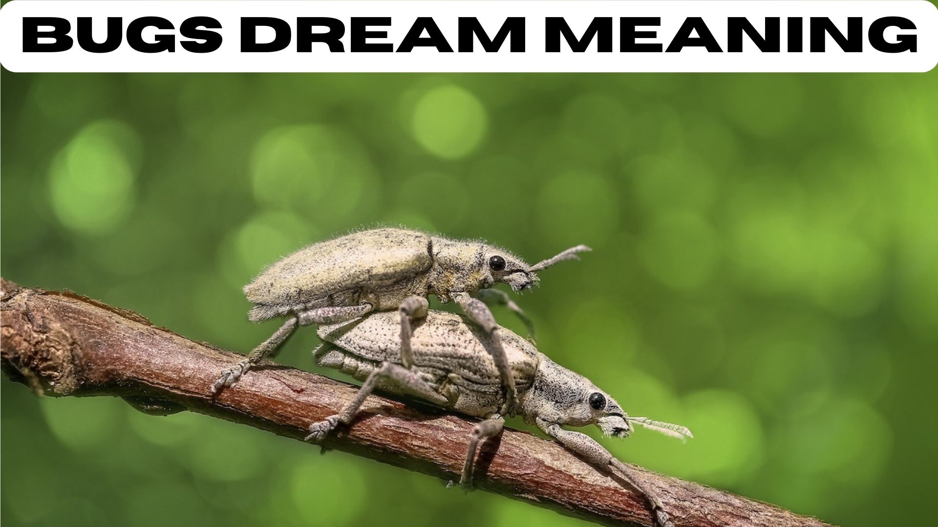 Bugs Dream Meaning - Represent The Negative Emotions