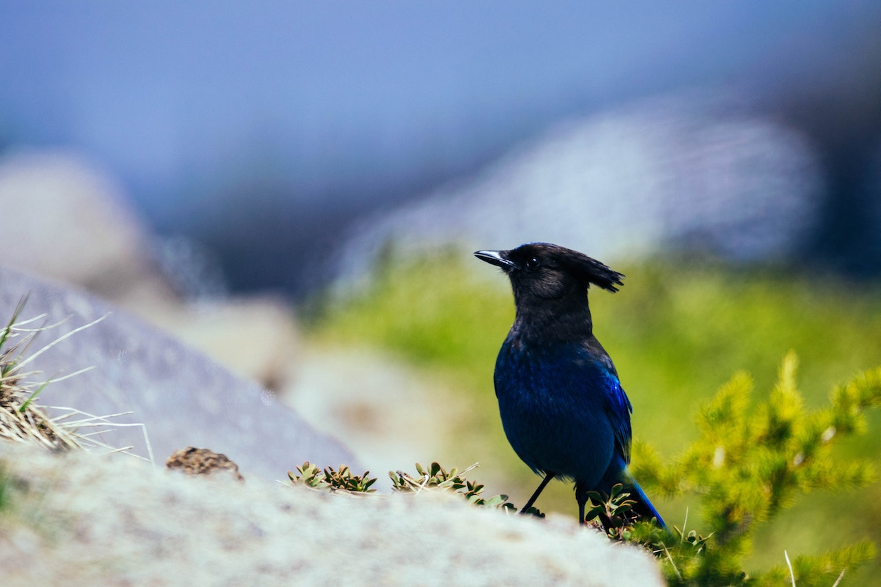 Seeing A Blue Jay Meaning - Exploring The Possibilities