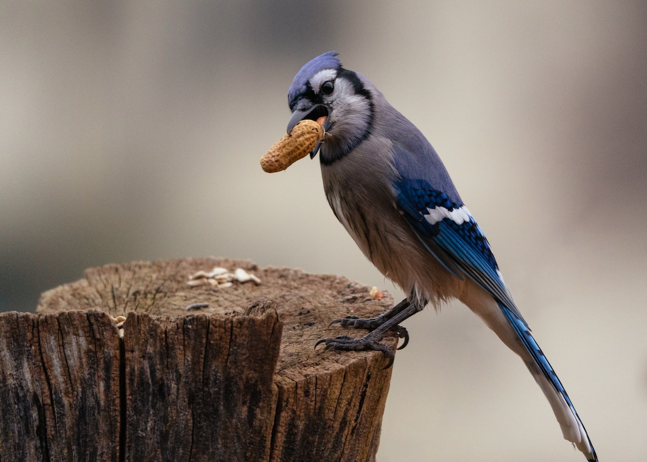 Blue Jay Meaning - A Symbol Of Wisdom And Intelligence