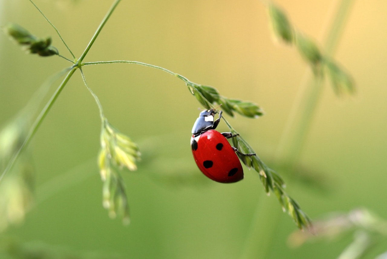 Symbolism Of The Ladybug - Love And Protection