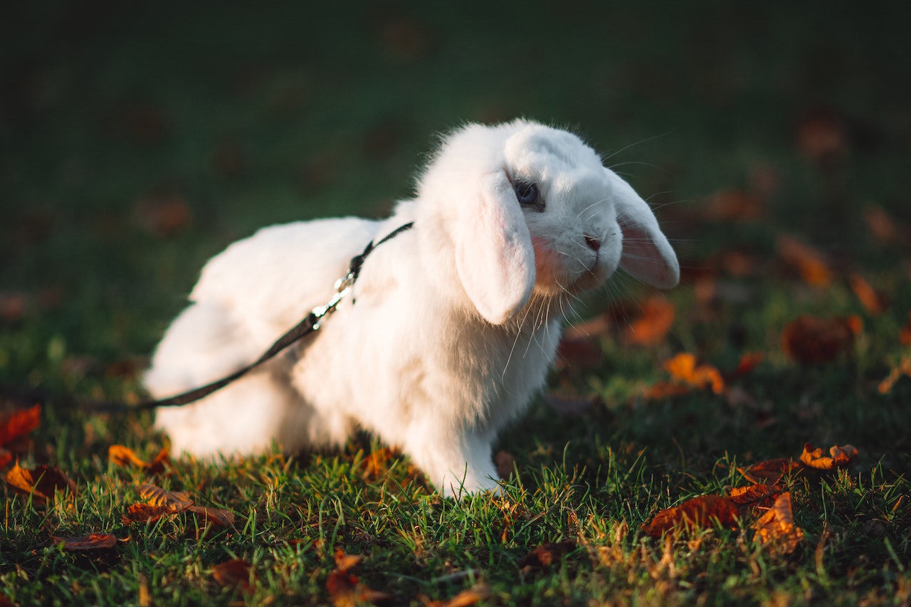 Rabbit Spiritual Meaning - Unpredictable And Spontaneous