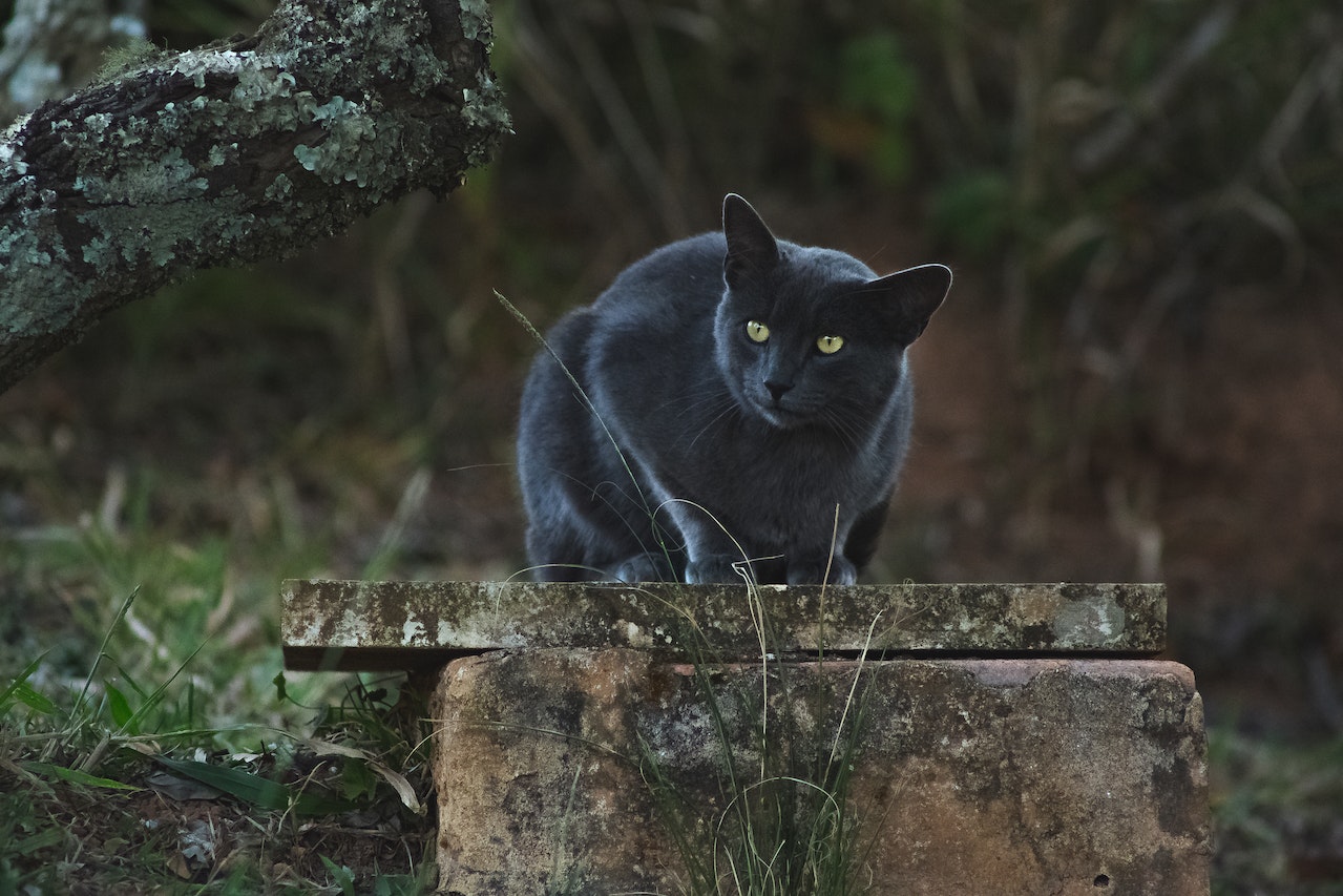 Black Cat Spiritual Meaning - From Witchcraft To Enlightenment