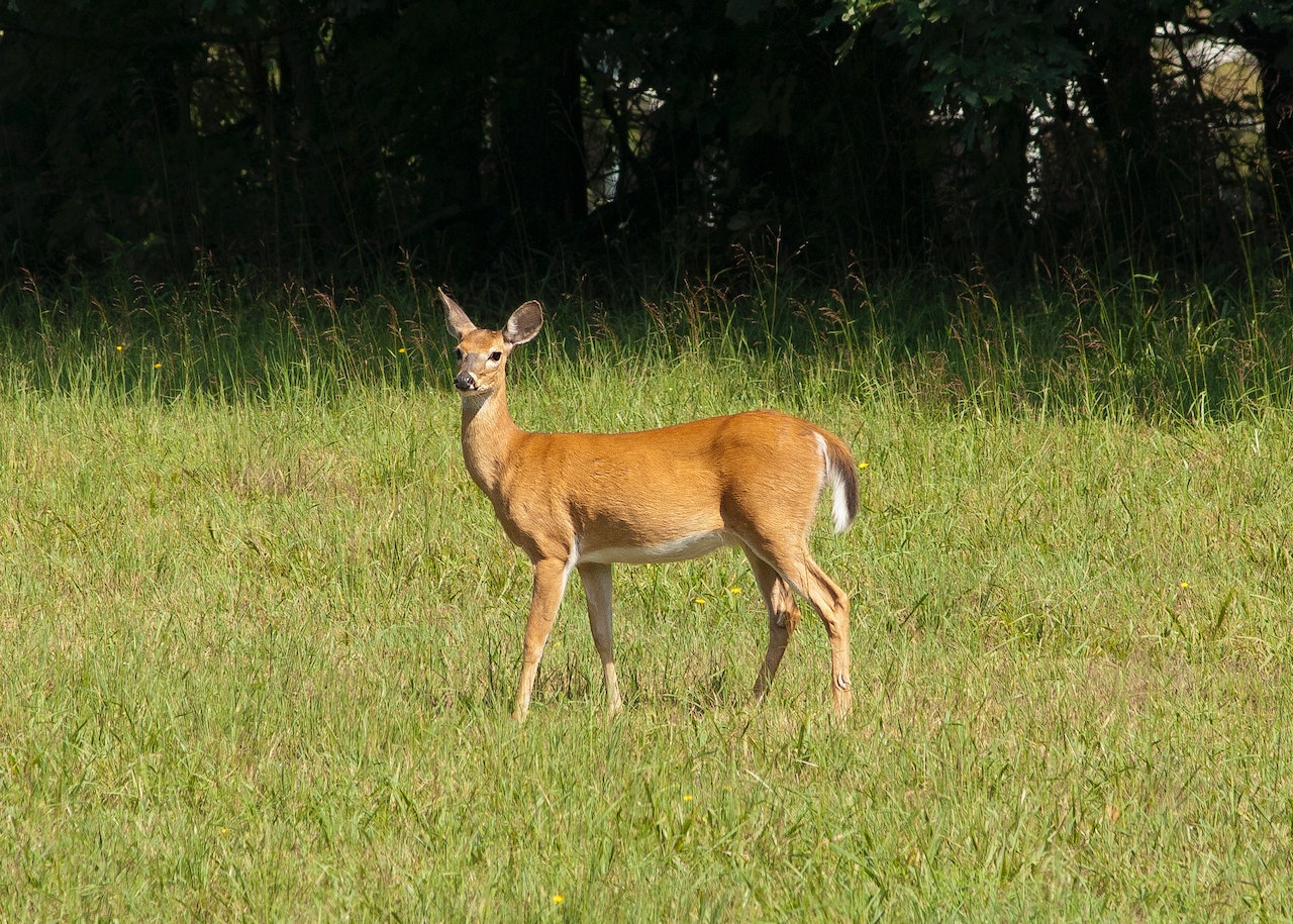 Brown Deer In A Green Grass Field