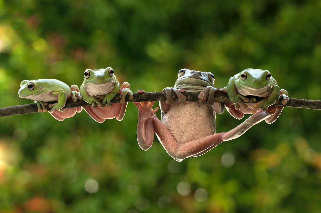 4 Green Frogs Hanging on a Tree Branch
