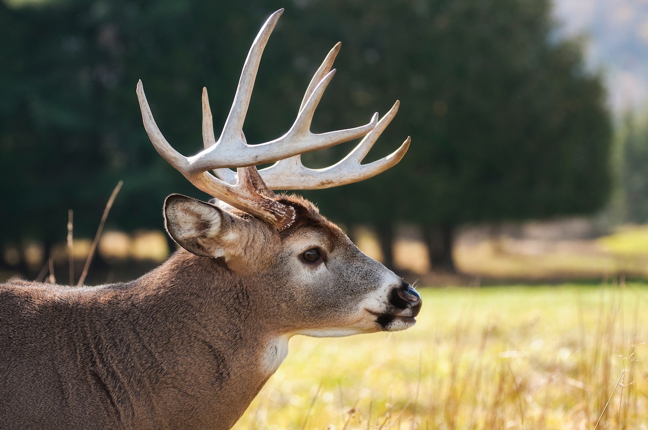 Spiritual Meaning Of Deer - Unlocking The Spiritual Significance Of Deer