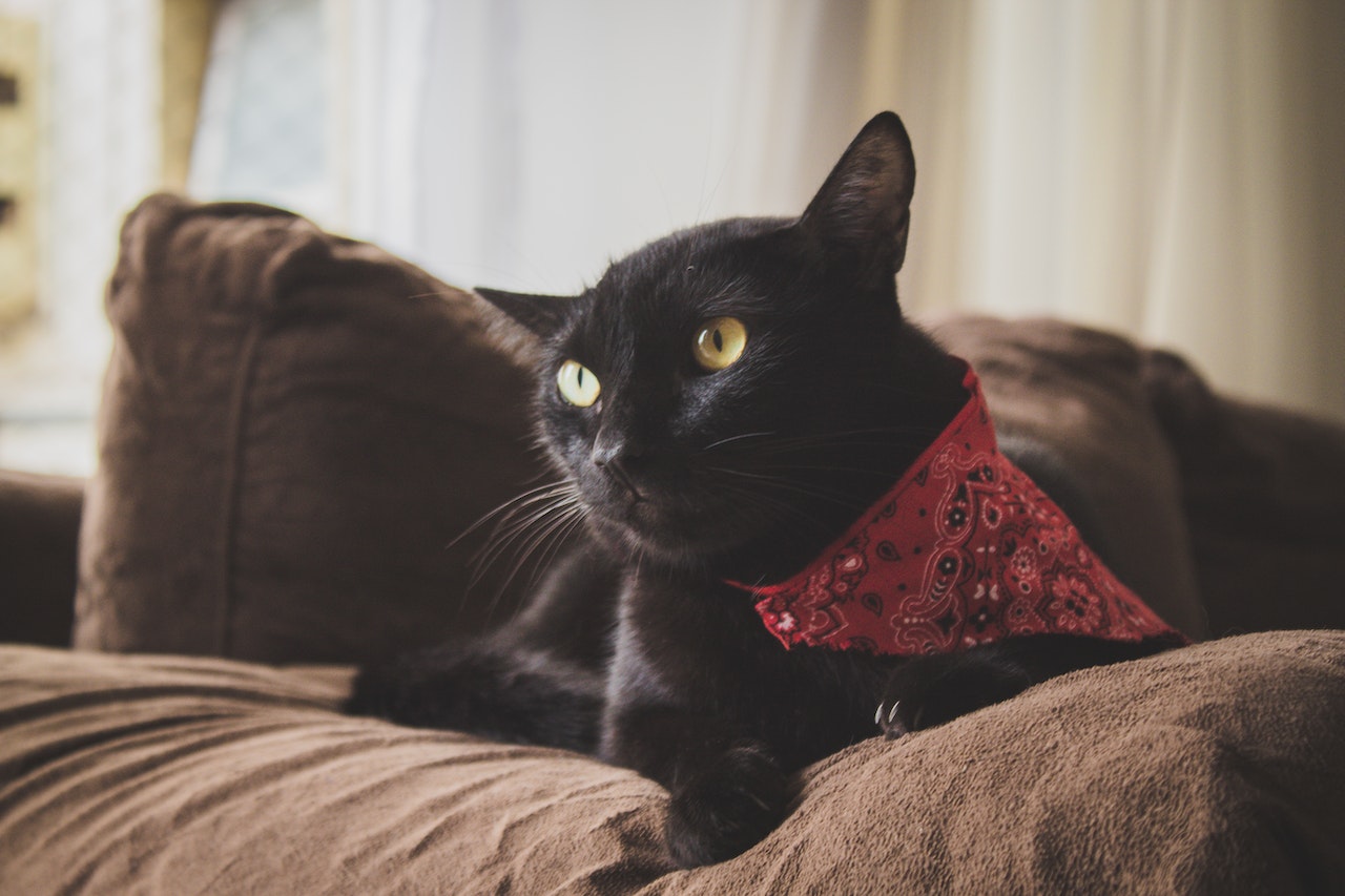 Black Cat With Red Scarf Lying on Brown Sofa