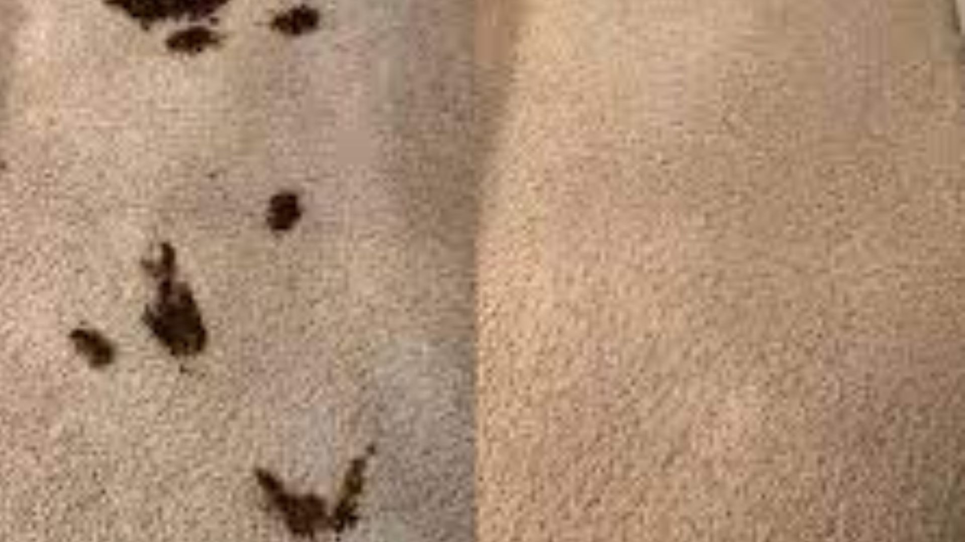 Poop On Brown Floor