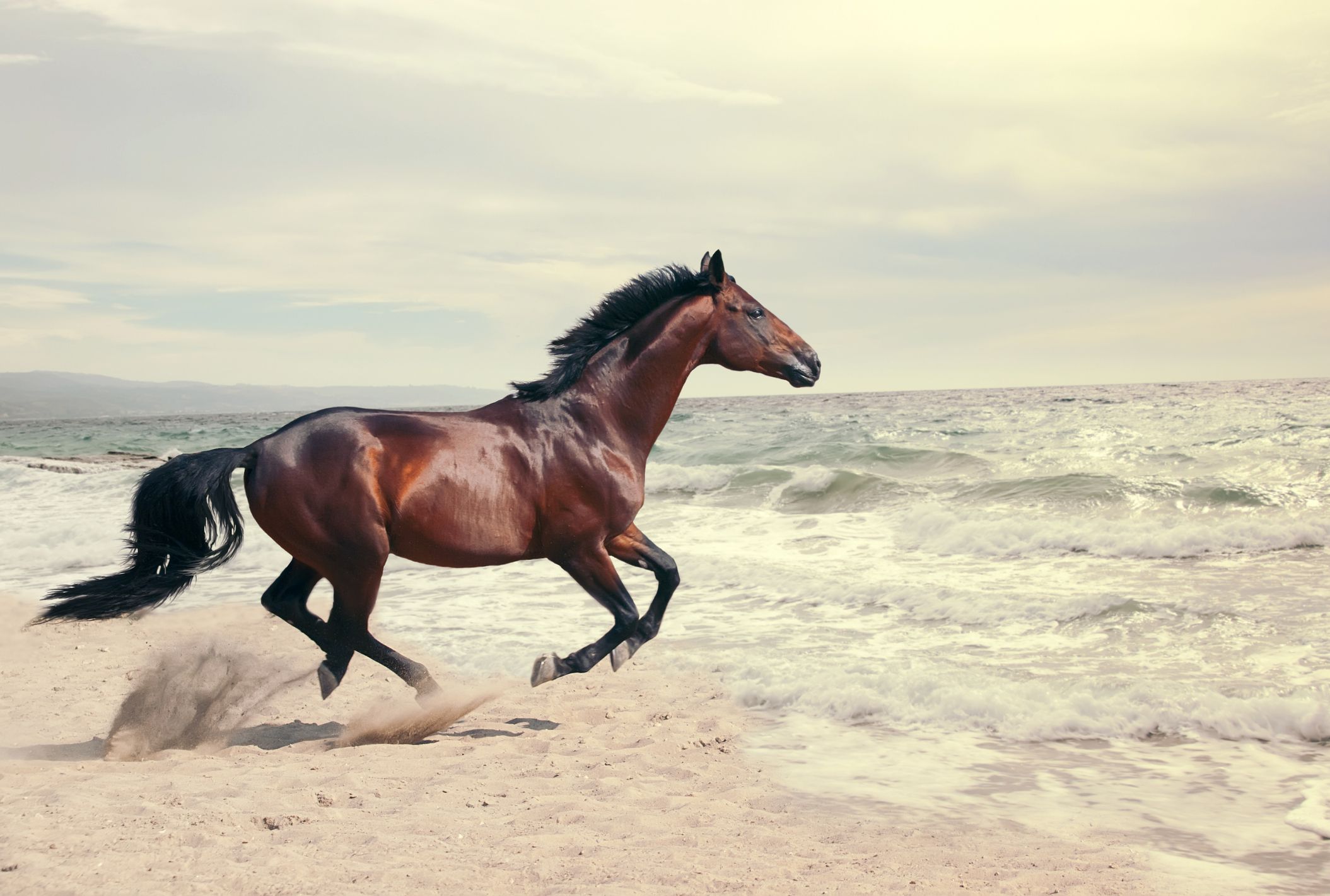 Dark brown horse running along the beach
