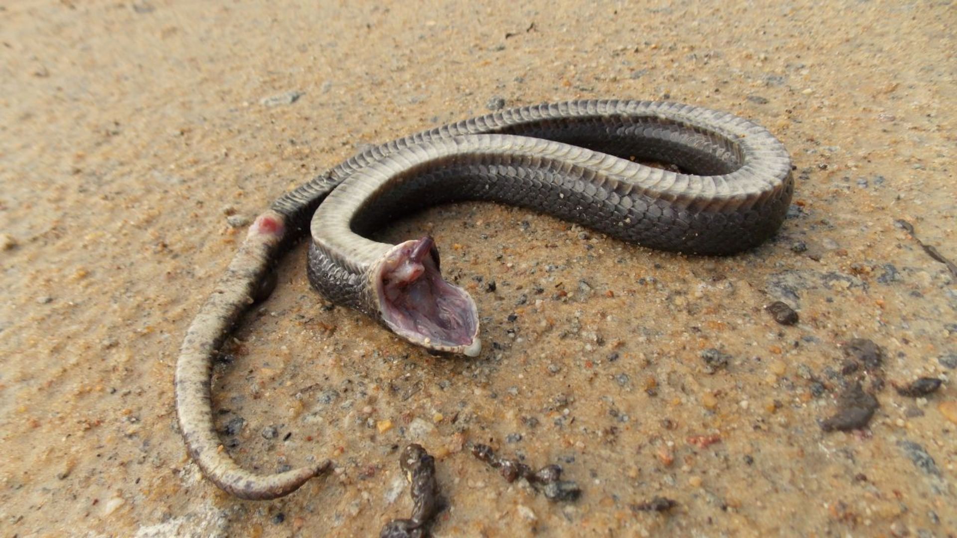 Snake With Torned Off Head