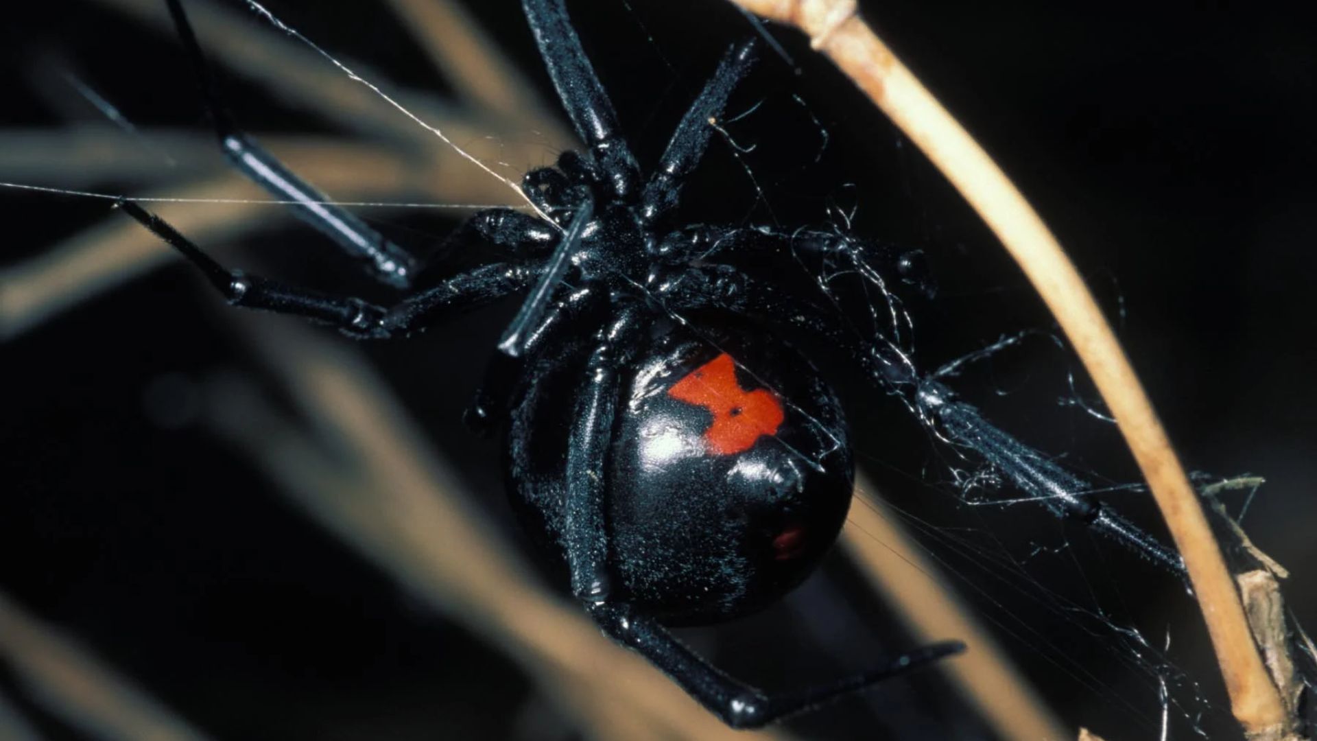 Black Widow Crawling On Its Web
