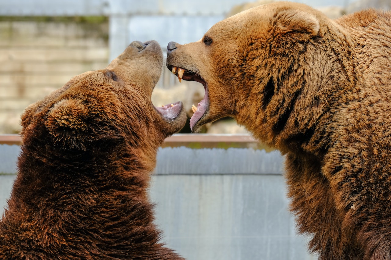 Bears with its Mouth Open