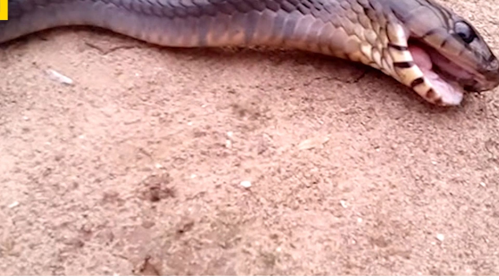 Snake With Mouth Opened