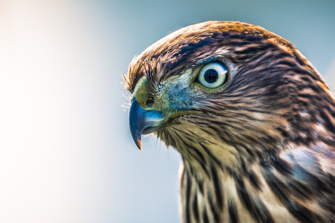 Close-up of Brown Hawk