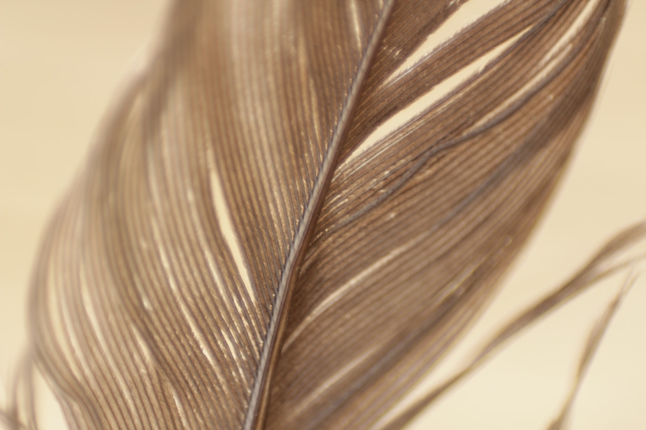 A Gray Feather